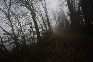 Göl kıyısında patika.