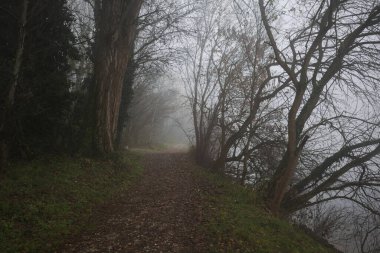 Göl kıyısında patika.