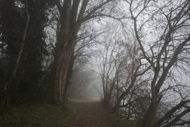 Göl kıyısında patika.