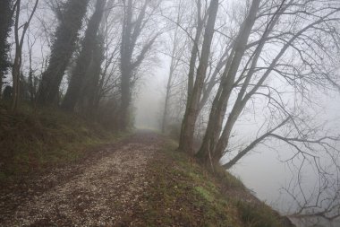 Göl kıyısında patika.