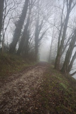 Göl kıyısında patika.