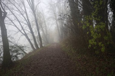 Göl kıyısında patika.