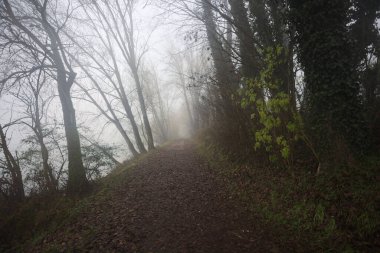 Göl kıyısında patika.