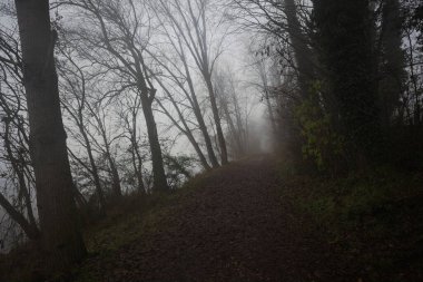 Göl kıyısında patika.