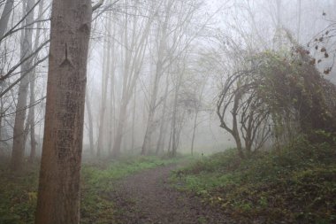 Sisin içindeki orman patikası