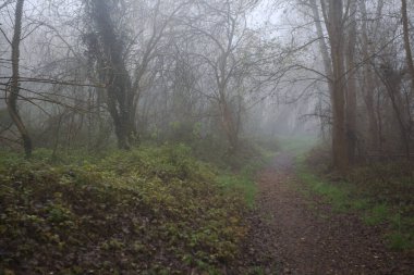 Ormanda çamurlu patika