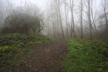 Sisin içindeki orman patikası