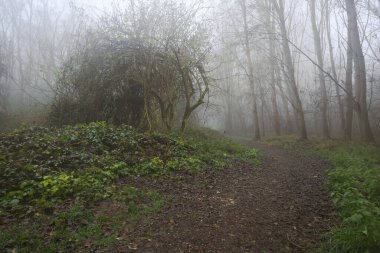 Sisin içindeki orman patikası