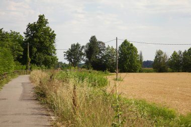 Yazın biçilmiş buğday tarlası