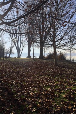 Düşen yapraklarla temizleme