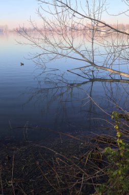 Göl kıyısında çıplak ağaçlar