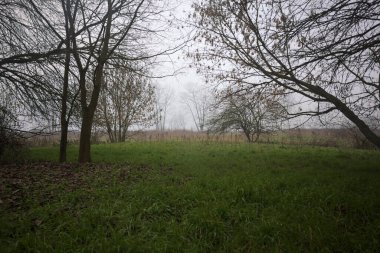 Sisin içindeki koruluk.