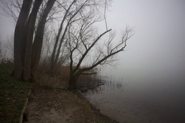 Lakeshore on a foggy day clipart