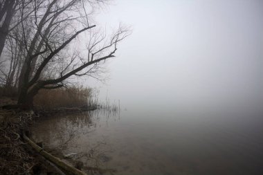 Lakeshore on a foggy day clipart