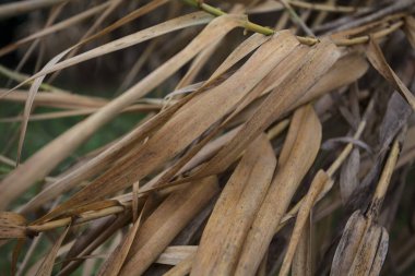Neredeyse kurumuş kamış yaprakları.