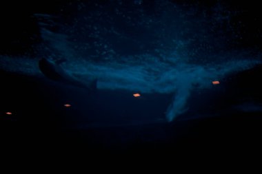 Akvaryum tankındaki yunus.