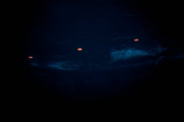 Akvaryum tankındaki yunus.