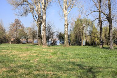 Göl kıyısında salkım söğüdü