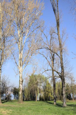 Göl kıyısında salkım söğüdü