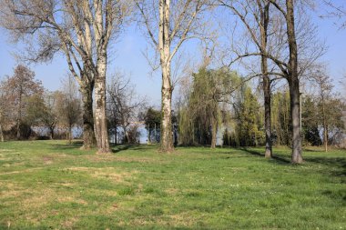 Göl kıyısında salkım söğüdü