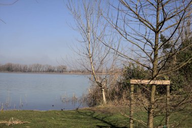 Göl kıyısındaki ağaç.