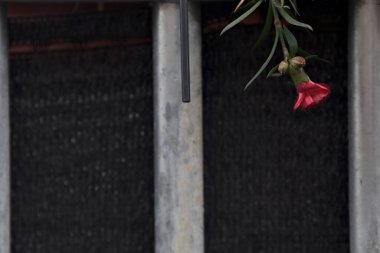 Kırmızı karanfiller ve bir çit