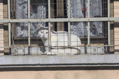 Beyaz kedi ve pencere.