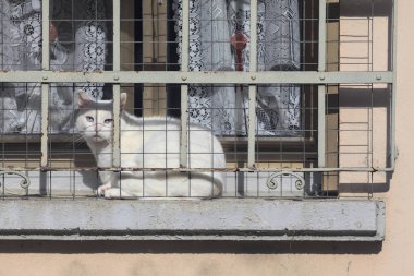 Beyaz kedi ve pencere.