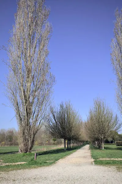 Yol, İtalya kırsalında çıplak ağaçlar ve bir sonraki çıplak kavak arasındaki parkta küçük bir meydandan başlıyor.