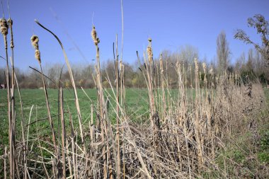 Kırsal kesimde arka planda bir tarlanın yanındaki siperde sazlıklar