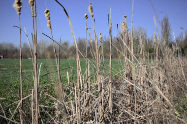 Kırsal kesimde arka planda bir tarlanın yanındaki siperde sazlıklar