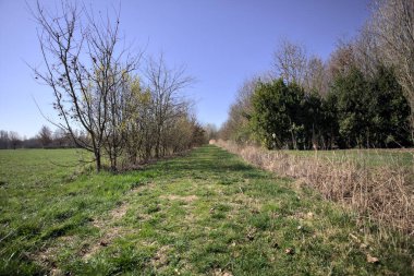 İtalya 'nın kırsal kesimindeki bir parkta sazlıklar ve çıplak bitkiler arasındaki çim yolu.