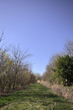 İtalya 'nın kırsal kesimindeki bir parkta sazlıklar ve çıplak bitkiler arasındaki çim yolu.