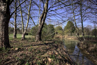 Ahşap bir çitle çevrili gölet ve sudaki bitkiler çıplak ağaçların altından görülebiliyor.