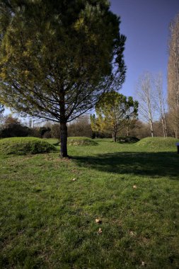 Kırsal kesimde güneşli bir günde bir parkın çimlerinde çam ağaçları