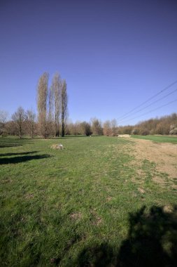 Çıplak kavak ağaçlarıyla dolu bir çayır ve üzerinde açık gökyüzü olan bir elektrik hattı kırsaldaki bir parkta arka plan olarak kullanılıyor.