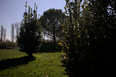 Kırsal kesimdeki bir parkta güneş tarafından aydınlatılan çalıların çerçevelediği bir deniz çamı.