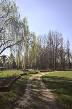 Ağlayan söğüt, İtalya 'nın kırsal kesimindeki bir parktaki yolun kenarında güneş tarafından aydınlatılıyor.