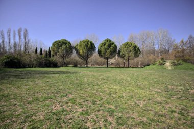 Kırsaldaki bir parkta arka arkaya dört çam ağacı.
