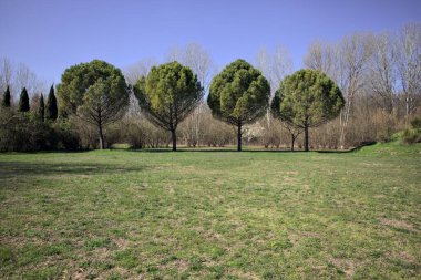 Kırsaldaki bir parkta arka arkaya dört çam ağacı.