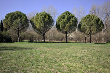 Kırsaldaki bir parkta arka arkaya dört çam ağacı.