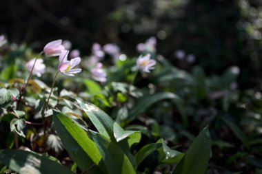 Çimlerde açan beyaz çan çiçekleri yakından görülüyor.