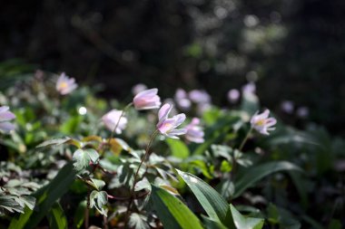 Çimlerde açan beyaz çan çiçekleri yakından görülüyor.
