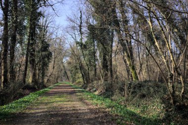 Güneşli bir günde neredeyse çıplak ağaçlarla çevrili bir parkta, kırsalda koşan bir adamla birlikte toprak yol.