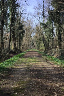 Güneşli bir günde neredeyse çıplak ağaçlarla çevrili bir parkta, kırsalda koşan bir adamla birlikte toprak yol.