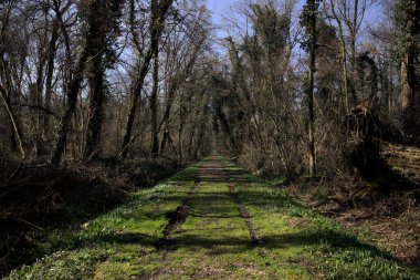 Lastik izleri ve gölgeli patika bir parkta yere dökülmüş.
