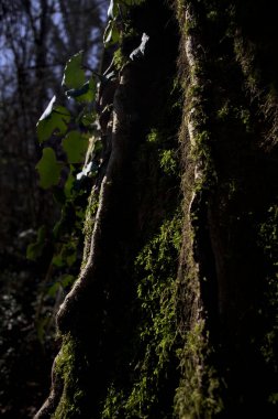 Ağaçların gövdesinde büyüyen yosun ve sarmaşık. Parkta güneş ışığı altında büyüyorlar.