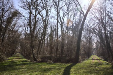 Yay ağaçlarının altında yolları ayrılan çimenler kırsaldaki bir parkta gölgeler bırakıyor.