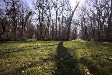 Yay ağaçlarının altında yolları ayrılan çimenler kırsaldaki bir parkta gölgeler bırakıyor.