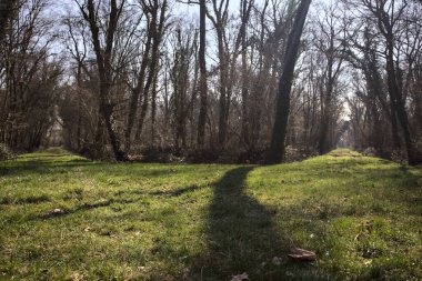 Yay ağaçlarının altında yolları ayrılan çimenler kırsaldaki bir parkta gölgeler bırakıyor.